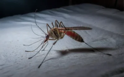 Dedetização profissional em Cuiabá – MT e prevenção de contaminações