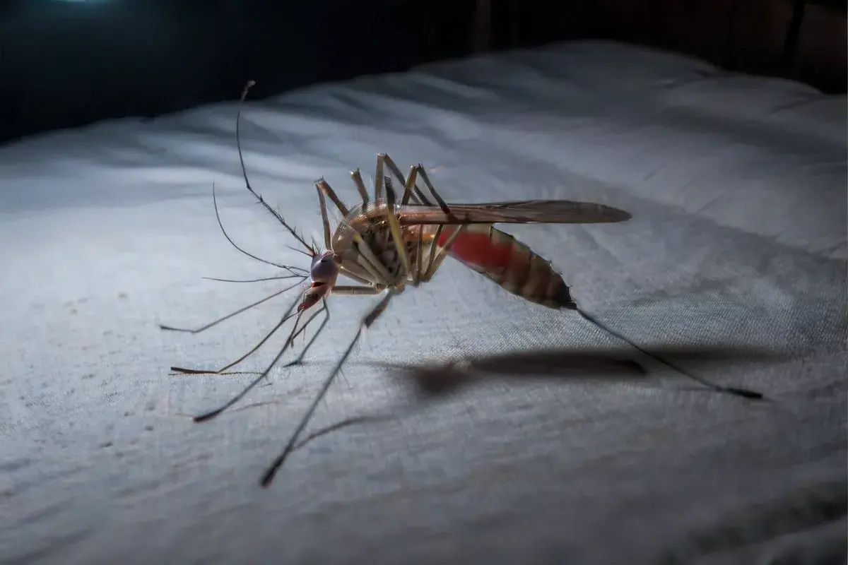 Dedetização profissional em Cuiabá – MT e prevenção de contaminações