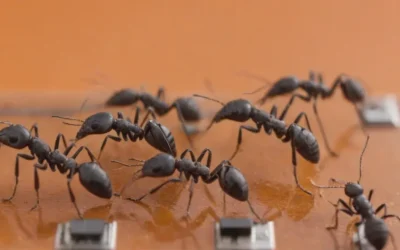 Serviços contínuos de dedetização em Cuiabá – MT e continuidade operacional