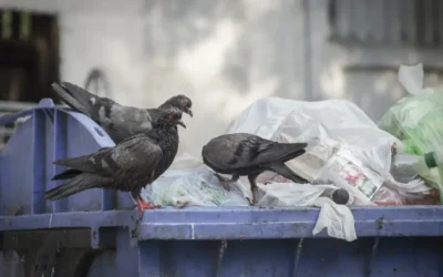 Empresa especializada em controle de pombos em Cuiabá – MT: quando contratar